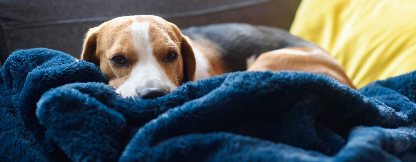 Dog wrapped in blankets hero